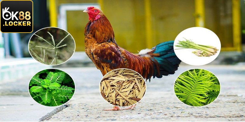 Cách nuôi gà đá phải quan tâm đến dinh dưỡng