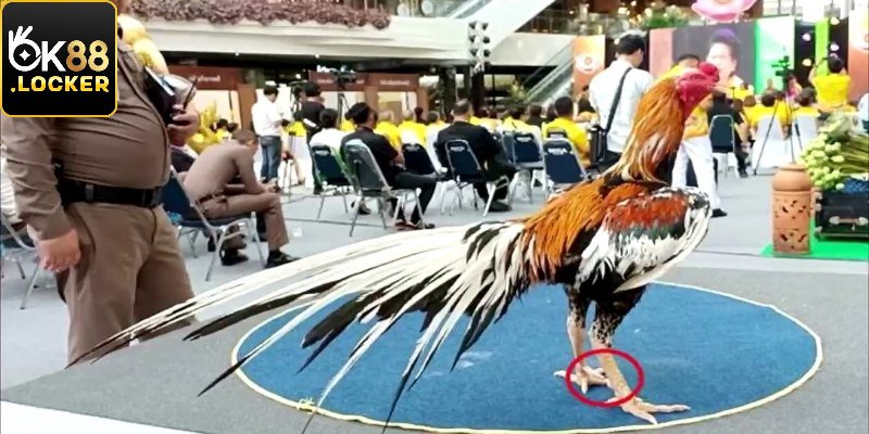 Danh sách về gà đá mắc nhất thế giới