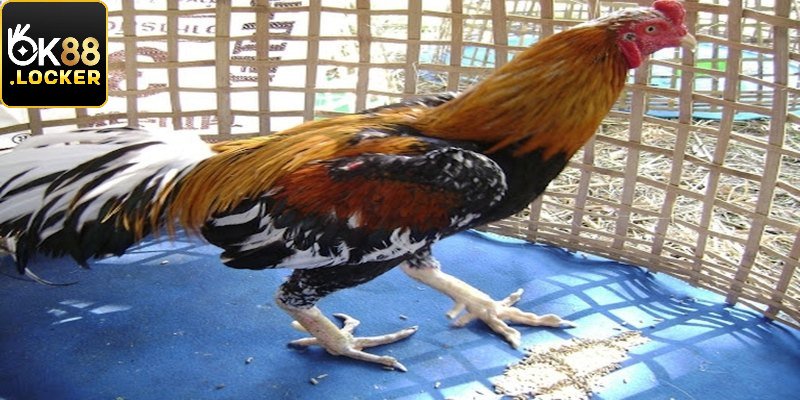 Gà chọi giá trị bằng cả chiếc ô tô