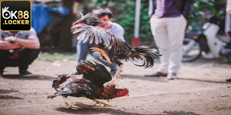 Làm thế nào để xác định thắng thua